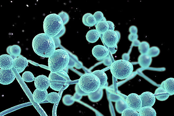 Antifungals
